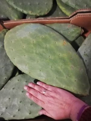 Hovedbilde Fikenkaktus blad (Ficus Optunia) 1stk (HUSK &Aring; ...