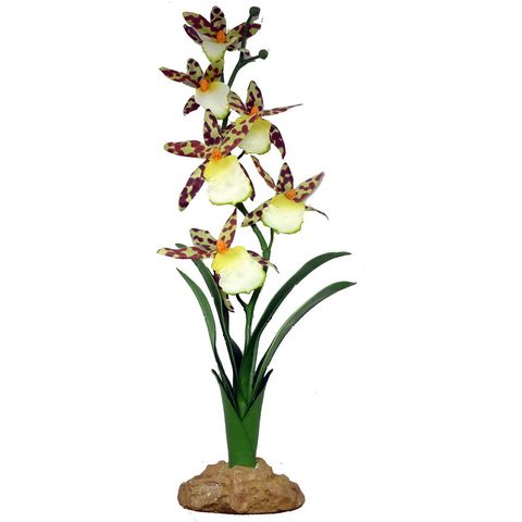 Hovedbilde SPIDER ORCHID