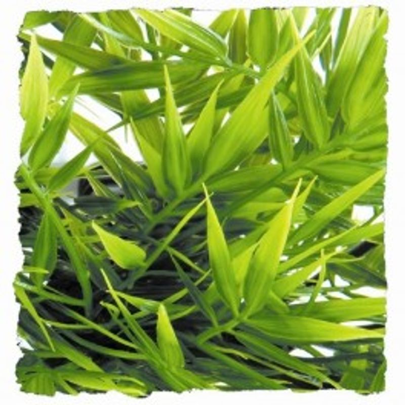 Madagascar Bamboo Large