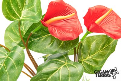 Hovedbilde Anthurium fra Giganterra 32cm