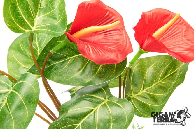 Hovedbilde Anthurium fra Giganterra 32cm