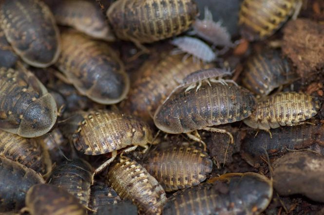 Hovedbilde  Dubia subadult/ medium 250g ( MÅ HENTES)