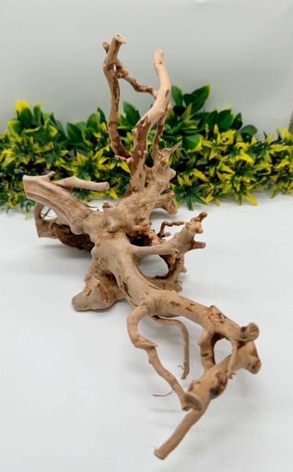 Hovedbilde Desert root L