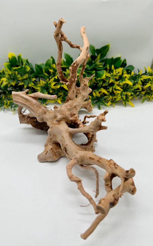 Desert root S 