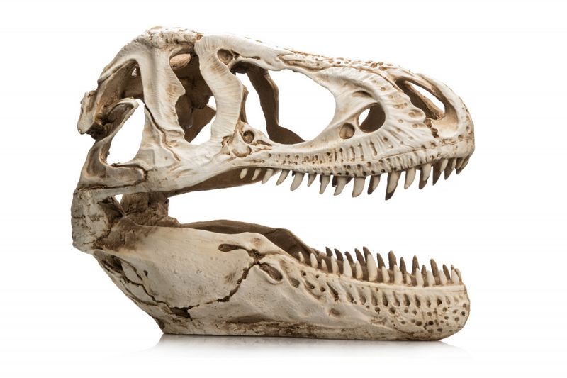 Stor T-REX skalle 