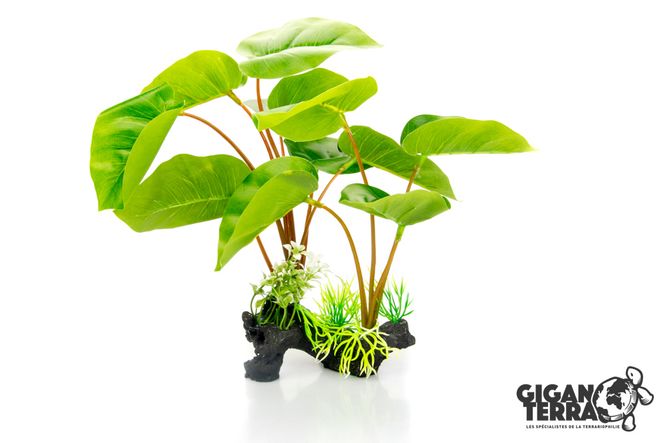 Hovedbilde Philodendron Erubescens 30cm - 00232