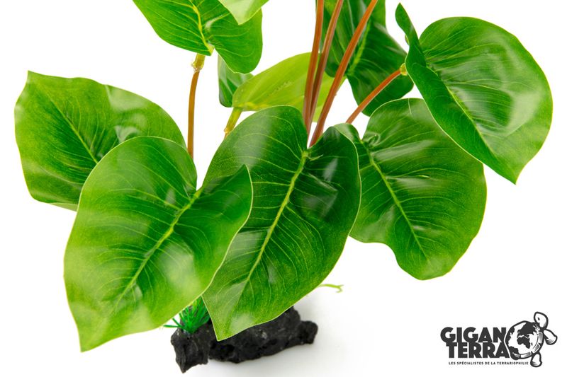 Philodendron Erubescens 30cm - 00232