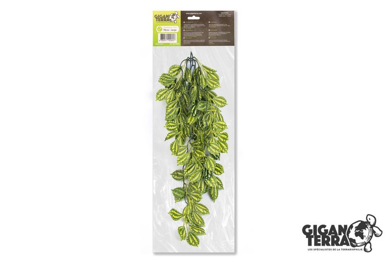 Pilea 70cm