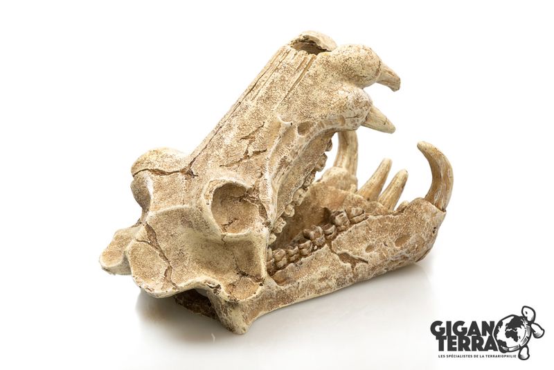Sabeltanntiger 