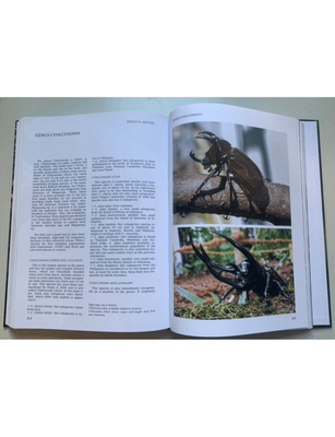 Hovedbilde Breeding Beetles - The Substantial Guide By ...