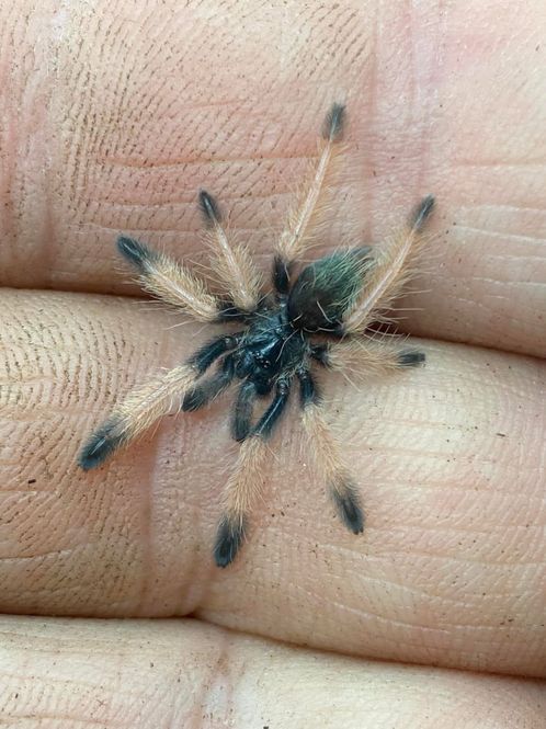 Hovedbilde Psalmopoeus Emeraldus Slings
