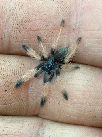 Hovedbilde Psalmopoeus Emeraldus Slings
