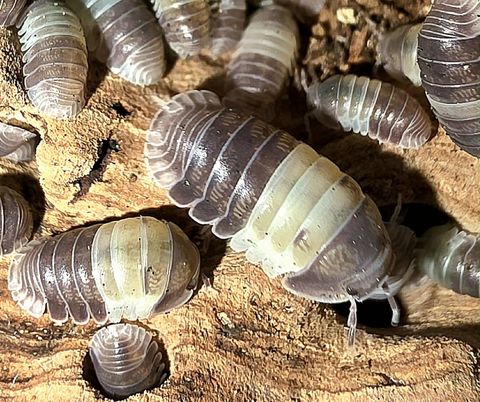 Hovedbilde Panda king benkebitere 1 stk