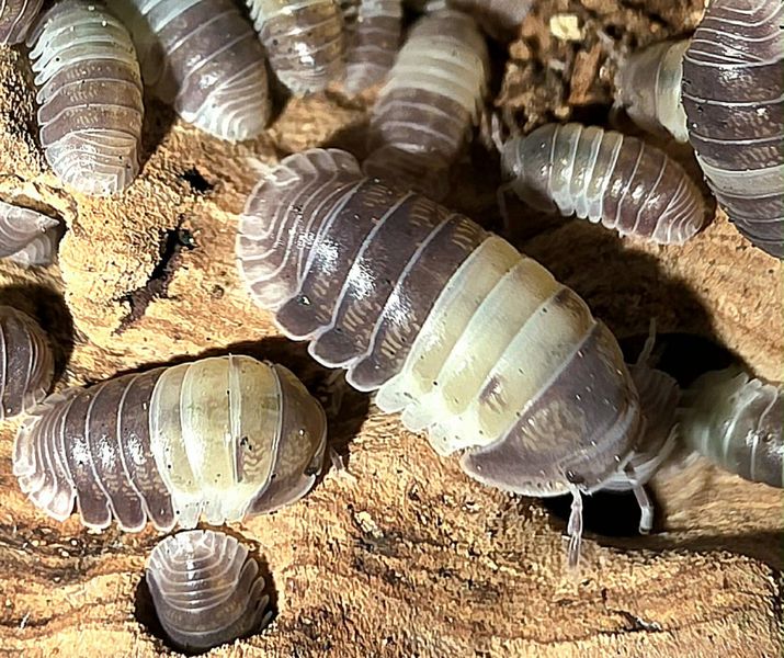 Panda king benkebitere 1 stk