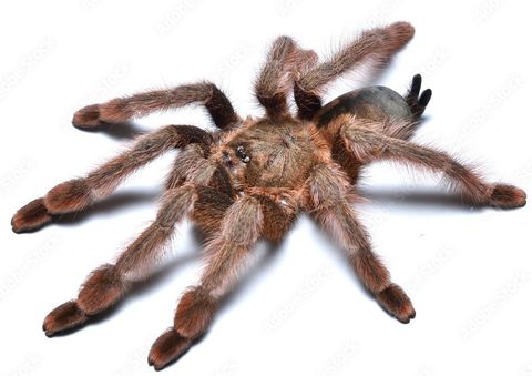 Hovedbilde Psalmopoeus Pulcher -Panama Blonde voksen -Hunn