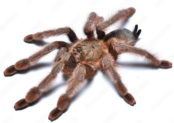 Hovedbilde Psalmopoeus Pulcher -Panama Blonde voksen -Hunn