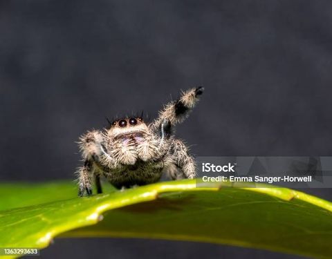 Hovedbilde Hoppeedderkopp Phidippus Regius M