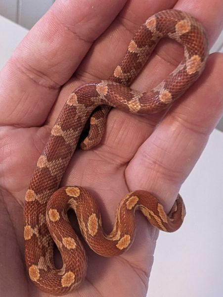 Kornsnok Hypo Motley 2025 