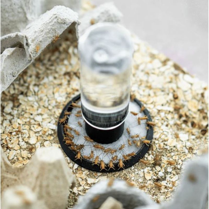 Drikkeflaske til insekter 50 ml.