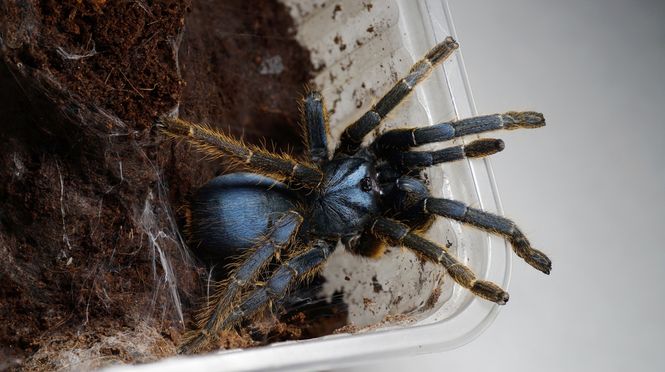 Hovedbilde Ornithoctoninae sp. 