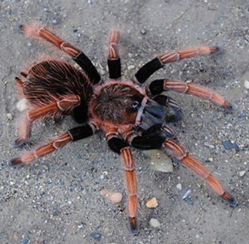 Sericopelma sp. “Santa Catalina Sub adult hunn