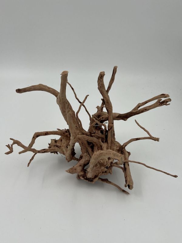 Desert root S 