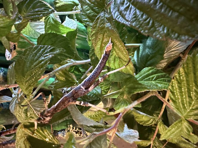 Hovedbilde Sungaya Inexpectata - Sunny Stick Insect  med Exo ...