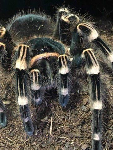 Hovedbilde Brazilian Whiteknee/ Acanthoscurria geniculata- 