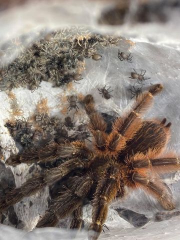 Hovedbilde Psalmopoeus victori slings