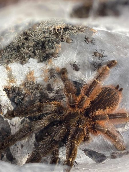 Psalmopoeus victori slings