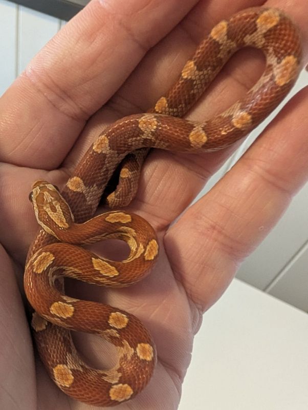 Kornsnok Hypo Motley 2025 