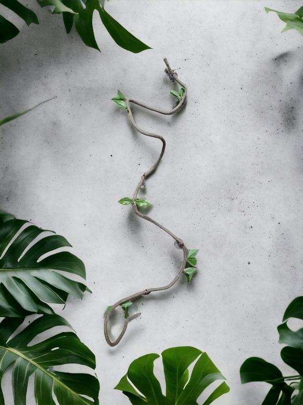 P2W Tradescantia vine dia. 6mm 180cm