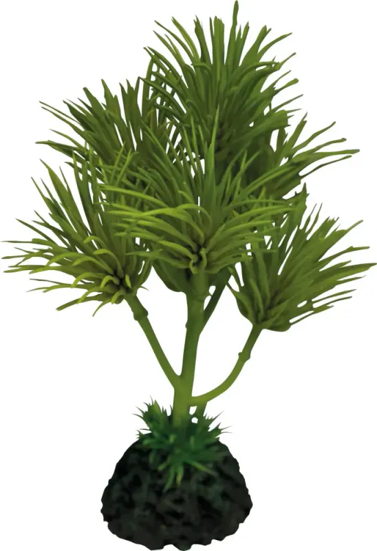 REPTO PLANT CACTUS PALM