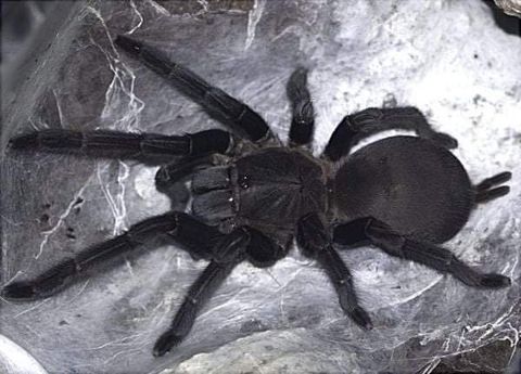 Hovedbilde chilobrachys dyscolus black  voksen hunn med ...