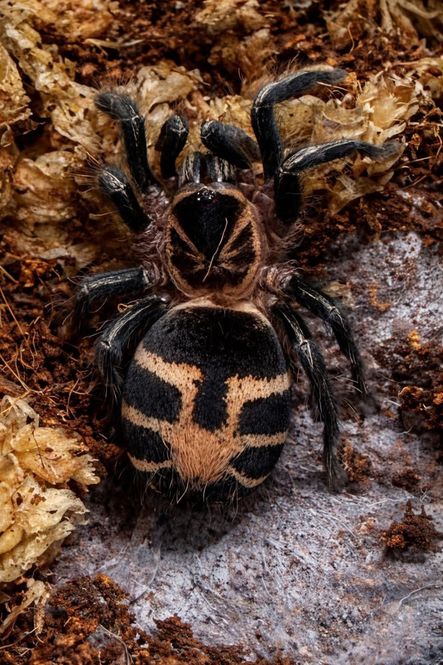Hovedbilde Cyriocosmus leetzi Subadult hunn