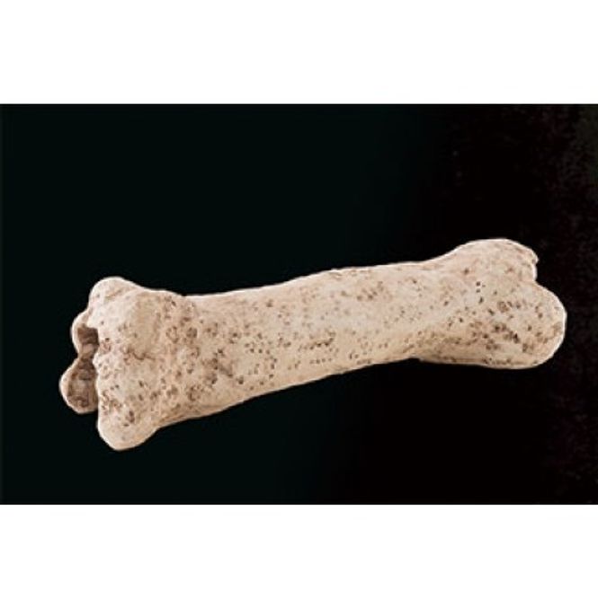 Hovedbilde Exo terra dinosaur bone
