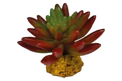 Hovedbilde REPTO PLANT SUCCULENT RED