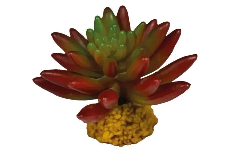 REPTO PLANT SUCCULENT RED