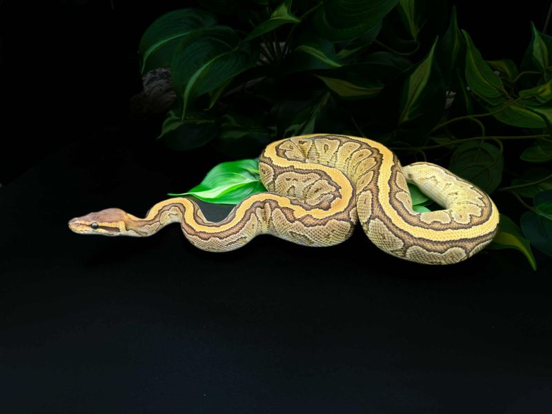 Kongepyton Mojave Pinstripe hann