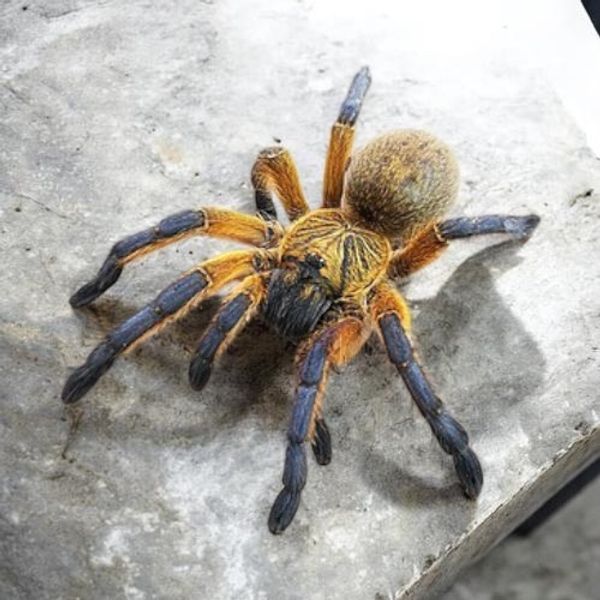 Harpactira pulchripes Golden Blue Leg Baboon Sub adult hunn