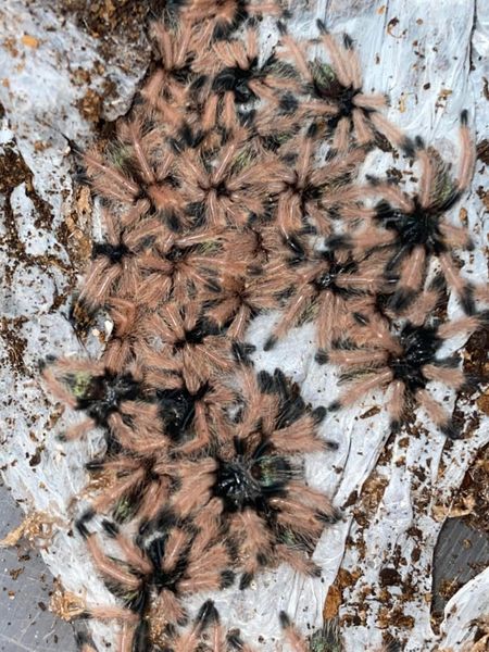 Psalmopoeus Emeraldus Slings