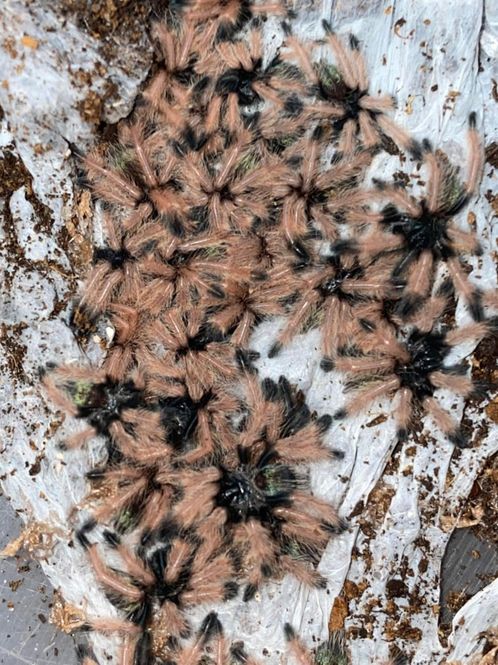 Hovedbilde Psalmopoeus Emeraldus juvenile 