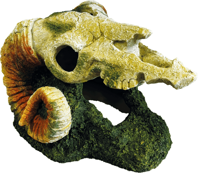 Hovedbilde REPTO DECO GOAT SKULL