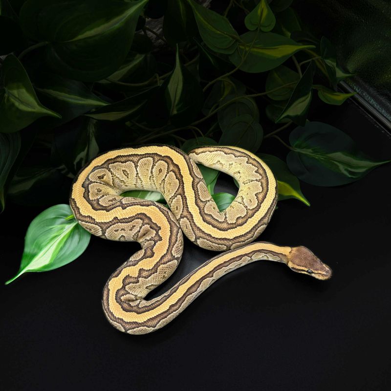 Kongepyton Mojave Pinstripe hann