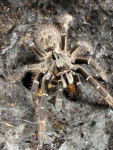 Hovedbilde Ceratogytus Darlingi stor slings