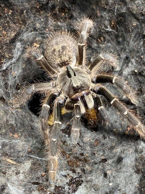 Hovedbilde Ceratogytus Darlingi Sub adult hunn / Rear Horned ...