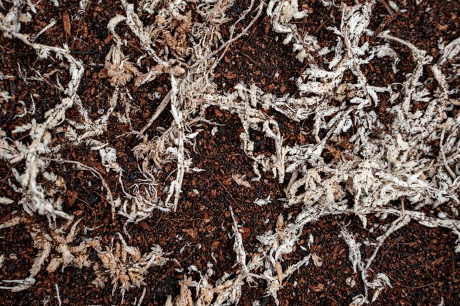 Hovedbilde Soilico Tropicsoil 3L