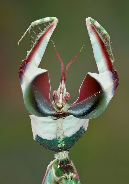 Idolomantis diabolica -Devil flower 