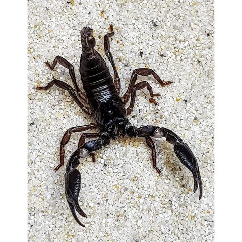 Hovedbilde Heterometrus petersii juvenil