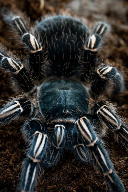 Hovedbilde Aphonopelma seemanni /The Costa Rican Zebra  hunn